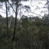 The Gully, Katoomba, 2012